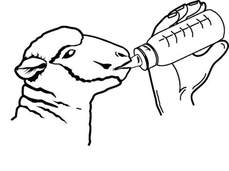 Aufzuchtflasche neugeborene Tiere